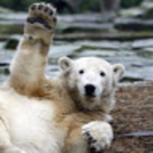 Meet your Posher, Evan